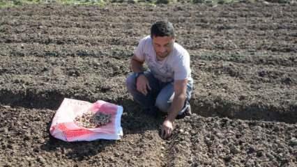 Doğadan toplanması yasak! Ziraat mühendisi 200 kilogram ekti 800 bin lira kazandı