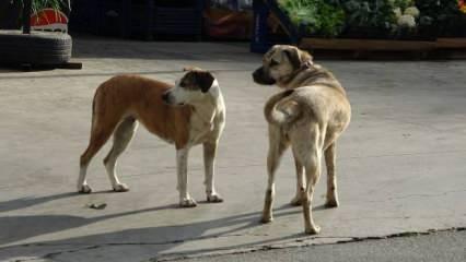 Ordu'da başıboş sokak köpekleri 70 yaşındaki adama saldırdı 