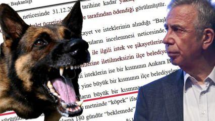Başıboş köpek faciası göz göre göre gelmiş! ABB'nin ihmalkarlığı Sayıştay raporunda