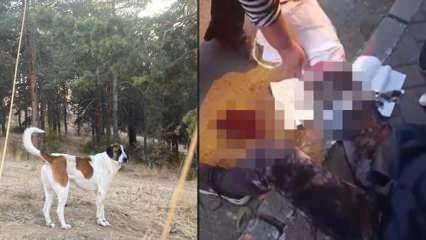 Ankara'da 9 başıboş sokak köpeği Prof. Dr. Meliha Yılmaz'ı parçaladı