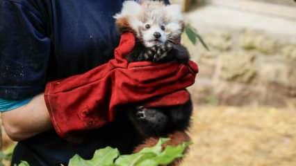 Havai fişek sesinden korkan kırmızı panda yavrusu &ouml;ld&uuml;