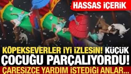Köpek severler iyi izlesin! Pitbull cinsi köpekler küçük çocuğu parçalıyorlardı...