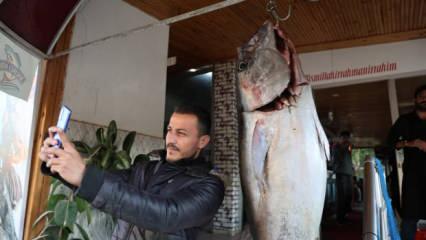 Maket değil gerçek! İlçenin 3'te biri dev orkinosu görmeye geldi