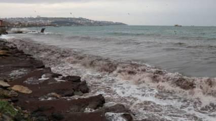 Tekirdağ sahilini kırmızı yosun kapladı!