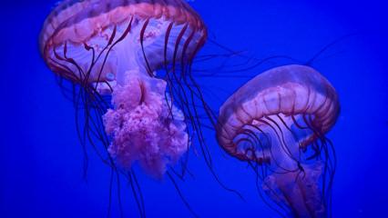 Sea Life Bangkok Ocean World: Su altı dünyasının kapıları aralanıyor