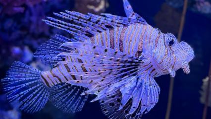 Sea Life Bangkok Ocean World: Su altı dünyasının kapıları aralanıyor