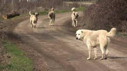 Yalnızca güvenlik değil sağlığı da tehdit ediyor! Başıboş sokak köpeklerinde yeni tehlike
