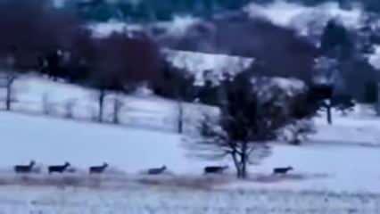 Bilecik'te sürü halinde görüldü 