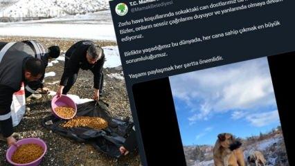 CHP'li Mamak'ta belediye personeli köpekleri barınakta değil sokakta besliyor