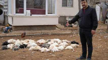 Sabah kümese girince şoke oldu! Sokak köpeği dehşeti kamerada