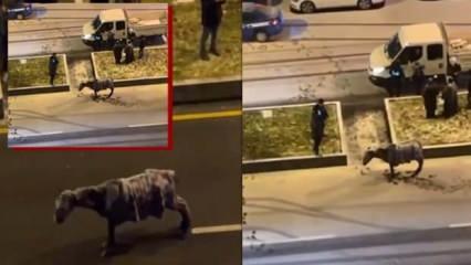 Soğuktan danan at yol ortasında kaskatı kesildi!