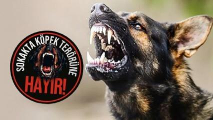 Yasa geçti, sorun bitmedi! Başıboş köpek, 6 yaşındaki çocuğu ağır yaraladı