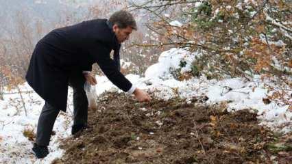 'Yitik lale&rsquo; 132 yıl sonra ana vatanında toprakla buluştu