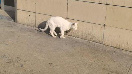 Bursa’da bacağı kırılan kedi hastaneye geldi