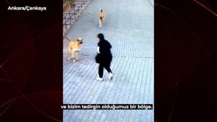 Çankaya'daki köpek sürüsü dehşeti vatandaşı tedirgin ediyor!