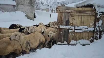 Erzincan'da besiciler kışın zorluklarına karşı mücadele ediyor