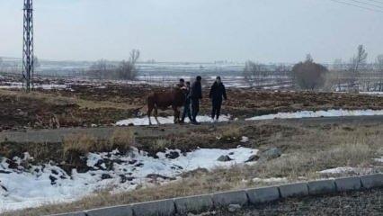 Kazada firar eden inek kendiliğinden geri döndü
