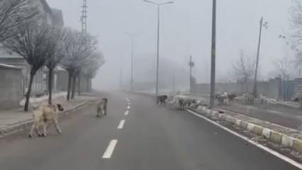 Patnos’ta başıboş köpekler tehlike oluşturuyor