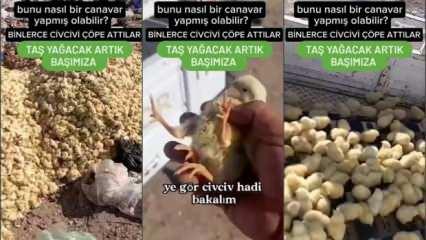 Nasıl kıydınız vicdansızlar! Binlerce civcivi öldürüp çöpe attılar