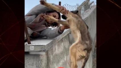  Barınaktaki köpekleri tek tek sokağa saldılar jandarma ise hiçbir şey yapmadan izledi!