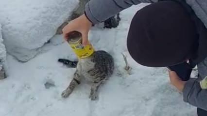 Erzurum'da kedinin zor anları! Başı konserve kutusuna sıkıştı