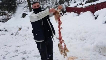 Korkutan görüntüler Artvin'den: Kurt sürüsünün saldırdığı köpekten geriye...