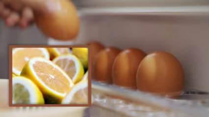 Yumurtalarla limonu aynı rafta saklayanlar dikkat: Bu yaygın hata meğer zehir saçıyormuş!