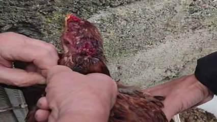 Zonguldak'ta vicdan sorgulatan olay: Boynuna ip dolayarak ölmesini beklediler 