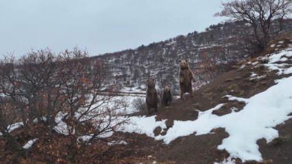 Tunceli'de görüldü: Saldırmak yerine ailesiyle poz verdi 