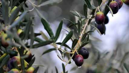 Aydın'da feci olay! Zeytin toplarken hayatını kaybetti!