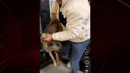 Barınaktan kaçırdığı köpek tarafından ısırıldı! İşte o ilginç anlar...