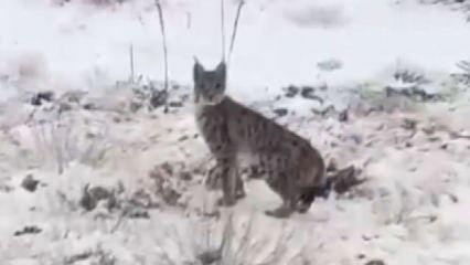 Malatya'da görüldü! Vatandaşla burun buruna geldi: Nesli tükenmek üzere