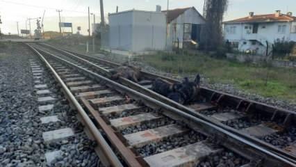 Zonguldak’ta tren, iki büyükbaş hayvana çarptı