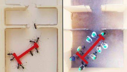 Karıncaların mucizesi: Ortak karar almada insanlardan daha başarılılar! Araştırma şaşırttı