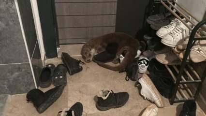 Nesli t&uuml;kenme tehlikesindeki su samuru apartmana girdi