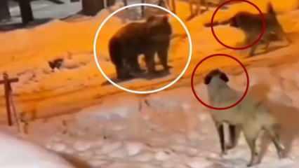 Yer: Erzurum! Ayı ve köpek sürüsü karşı karşıya geldi 