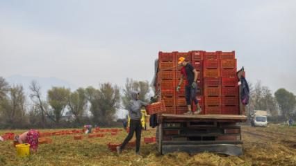 Atalık tohumdan gelen şifa! Hasat başladı!