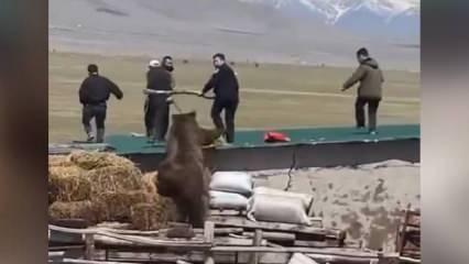 Ağrı'da korkunç olay! Köşeye sıkışan ayı çatıya tırmanıp köylüleri kovaladı