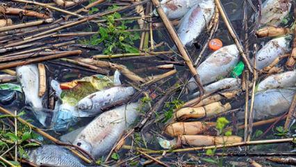 Yeni d&ouml;nem resmen ilan edildi! Cezalar artıyor! Plastik poşet, lastik, pil... 