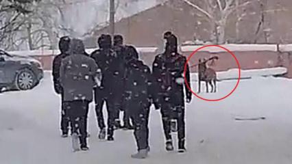 Erzurum&rsquo;da okul bah&ccedil;esine giren kurt k&ouml;peği 3 &ouml;ğrenciye saldırdı