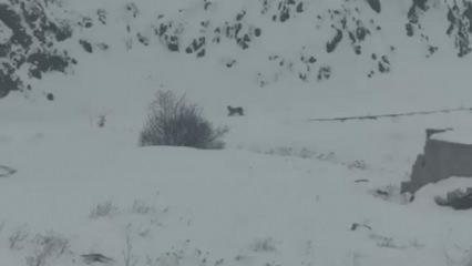 Iğdır&rsquo;da a&ccedil; kalan 3 vaşak k&ouml;ye indi