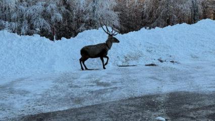 G&ouml;r&uuml;nt&uuml;s&uuml; mest etti: Kuzu Yayla Tabiat Parkı'nda kızılgeyik g&ouml;r&uuml;nt&uuml;lendi