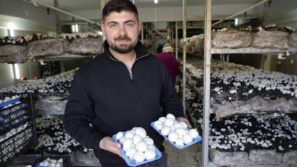 Tek bir odada 3,5 ton ürün elde ediyor: Kentin ihtiyacını karşılıyor