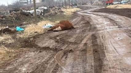 Şanlıurfa'da hastalık alarmı! Hayvan pazarı kapatıldı 