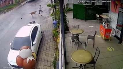 Başıboş köpekler 14 yaşındaki çocuğu bacağından yaraladı