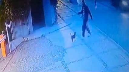 Böyle vicdansızlık görülmedi! Kediyi tekme atarak yaraladı