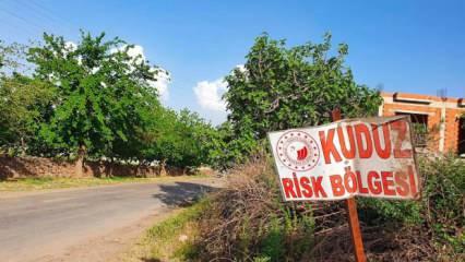 Hatay'da bir mahalle kuduz nedeniyle karantinaya alındı