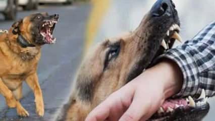 İnsan canı mı sokak köpekleri mi? 'Hayvan hakları' istismarını çökerten yazı