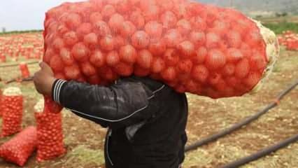 Patates ve soğana '30 kilogram' standardı