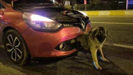 Kendisine &ccedil;arpan otomobilin tamponuna sıkışan k&ouml;peği itfaiye kurtardı